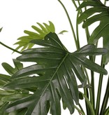 Philodendron selloum plant, 22 leaves, h. 62 cm, Ø 65 cm