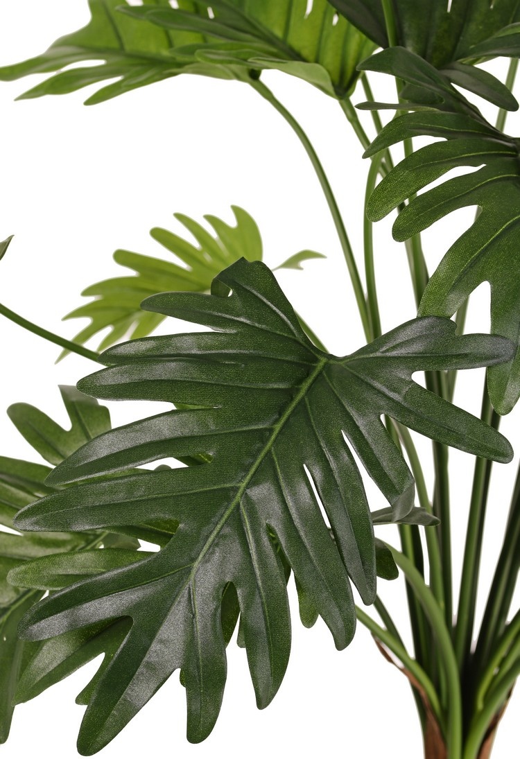 Philodendron selloum, 22 Blätter, H. 62 cm, Ø 65 cm