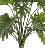 Philodendron selloum, 22 Blätter, H. 62 cm, Ø 65 cm