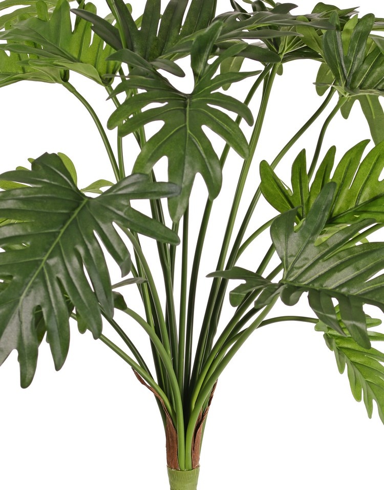 Philodendron selloum plant, 22 leaves, h. 62 cm, Ø 65 cm