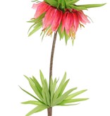 Crown imperial (Frittillaria imperialis), 'Garden Art', 5 flowers & 72 leaves, 65 cm