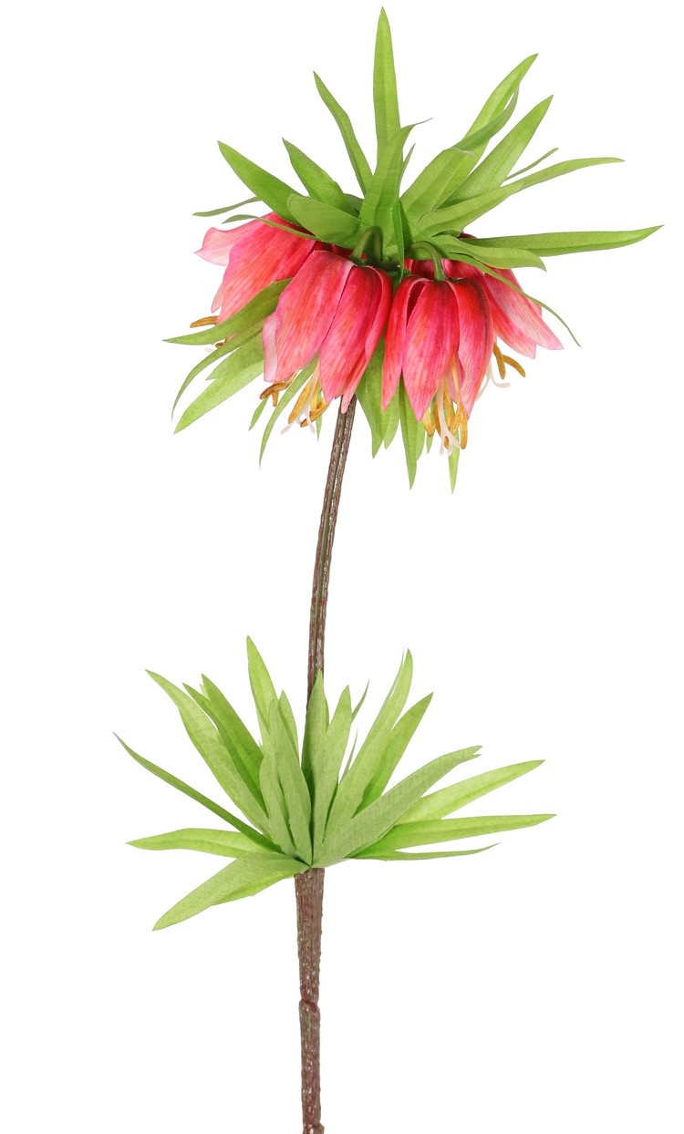 Crown imperial (Frittillaria imperialis), 'Garden Art', 5 flowers & 72 leaves, 65 cm