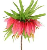 Crown imperial (Frittillaria imperialis), 'Garden Art', 5 flowers & 72 leaves, 65 cm