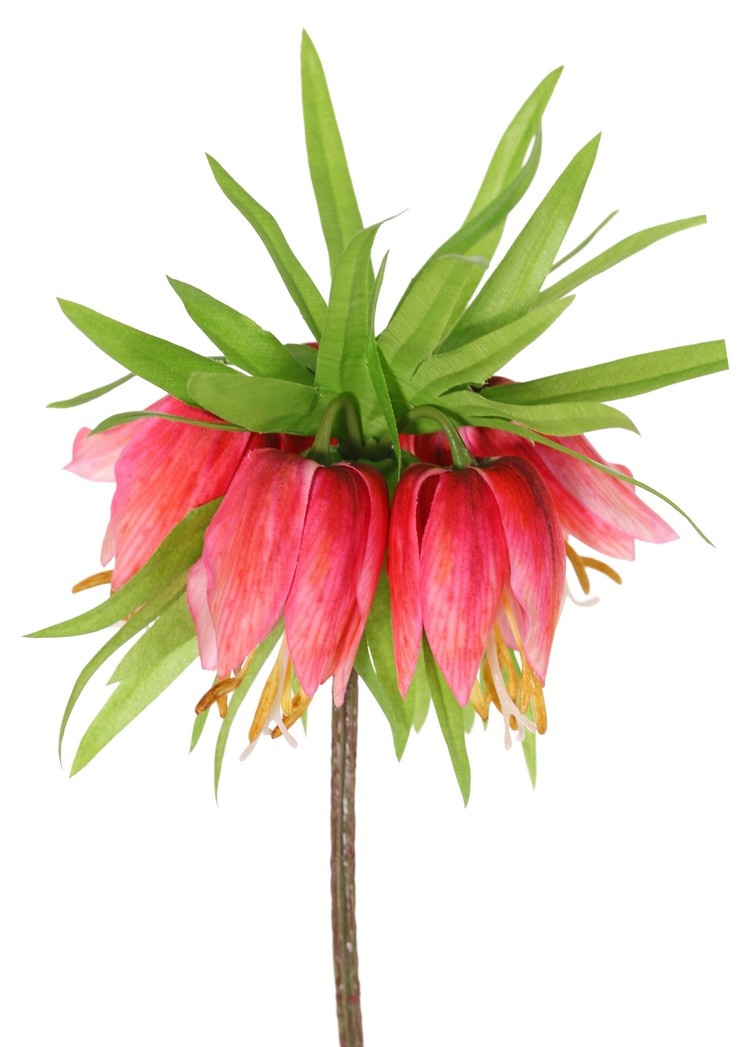 Kaiserkrone (Frittillaria imperialis), 'Garden Art', 5 Blüten, 72 Blätter, 65 cm