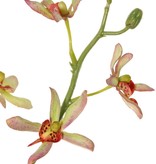 Cattleya orchidee 'Garden Art', met 15 bloemen & 9 plastic knoppen, 82 cm
