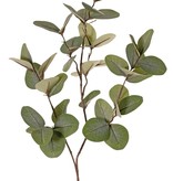 Eucalyptuszweig (Gomboom) 3x verzweigt, mit 43 Blättern, 81 cm