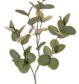 Rama de eucalyptus (Gum), 43 hojas, 81 cm