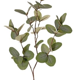 Rama de eucalyptus (Gum)