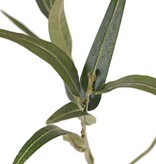 Ghomphocarpus fruticosus (Zijdeplant) 3x vertakt, 22 polyester bladeren & 3 plastic vruchten, 65 cm