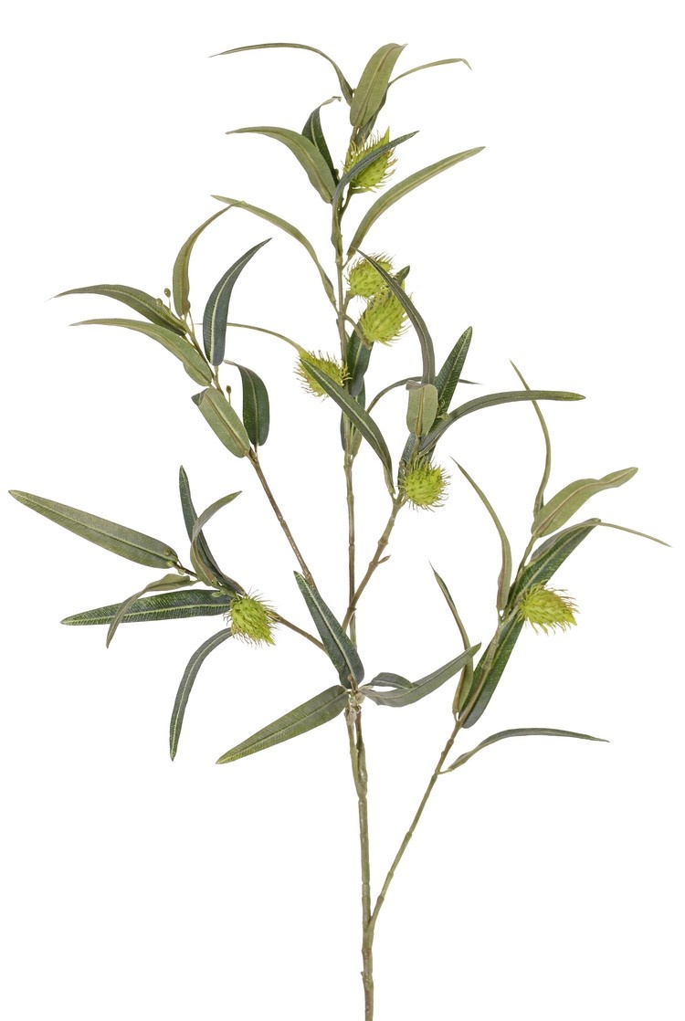 Ghomphocarpus fruticosus (Baumwoll-Seidenpflanze) 3x verzweigt, 41 Blätter & 7 Früchte, 96 cm