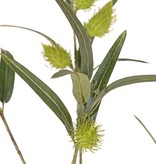 Ghomphocarpus fruticosus (Baumwoll-Seidenpflanze) 3x verzweigt, 41 Blätter & 7 Früchte, 96 cm