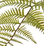 Broad buckler-fern (Dryopteris) mit 6 plastic fronds, (25 x 30 cm), 70 cm