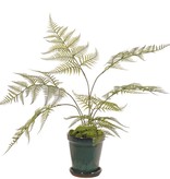 Breitblättriger Dornfarn (Dryopteris) mit 6 Plastikfarnwedeln, (25 x 30 cm), 70 cm