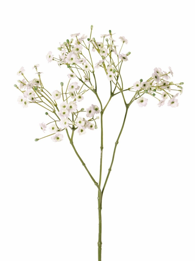 Schleierkraut, Gipskraut (Gypsophila) 3x verzweigt, 15 Blütenstände, 90 Blüten, 45 Knospen, 65 cm