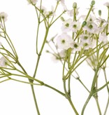 Schleierkraut, Gipskraut (Gypsophila) 3x verzweigt, 15 Blütenstände, 90 Blüten, 45 Knospen, 65 cm