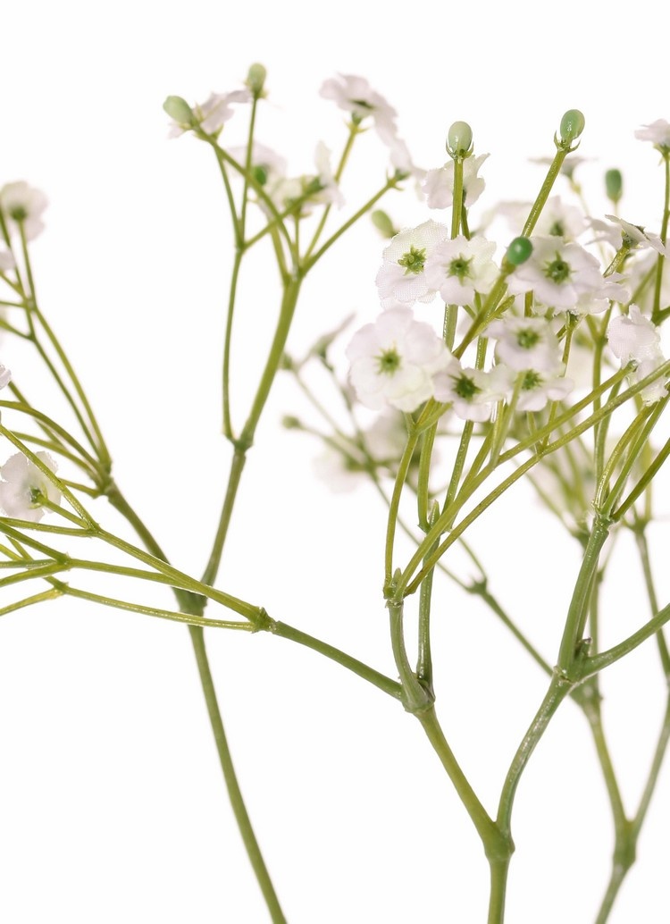 Schleierkraut, Gipskraut (Gypsophila) 3x verzweigt, 15 Blütenstände, 90 Blüten, 45 Knospen, 65 cm