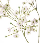 Schleierkraut, Gipskraut (Gypsophila) 3x verzweigt, 15 Blütenstände, 90 Blüten, 45 Knospen, 65 cm