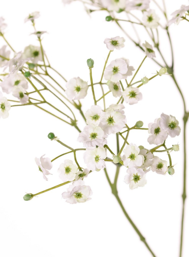 Schleierkraut, Gipskraut (Gypsophila) 3x verzweigt, 15 Blütenstände, 90 Blüten, 45 Knospen, 65 cm