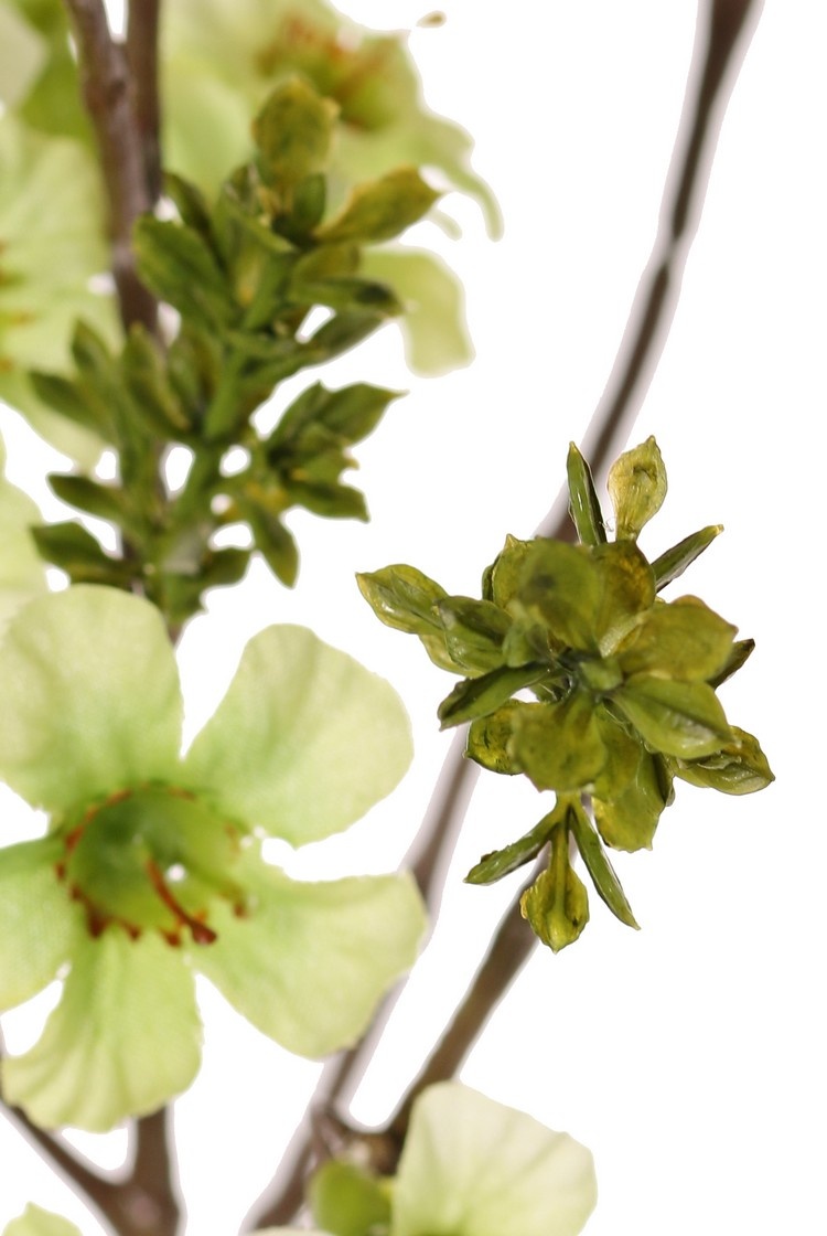 Leptospermum con 43 flores, 86 cm