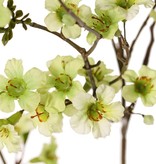 Leptospermum, 79 flores, 110 cm