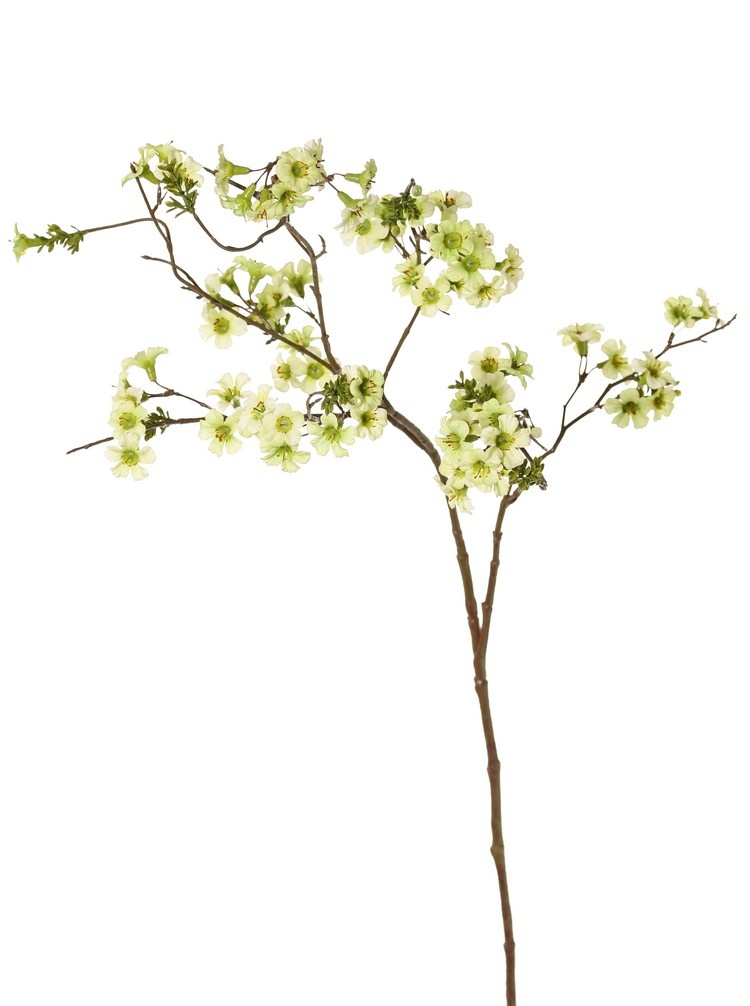 Leptospermum, 79 flores, 110 cm