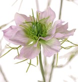 Nigella (Persian Jewel) con 6 ramitas, 4 flores, 2 capullos, 15 grupos de hojas, 66cm