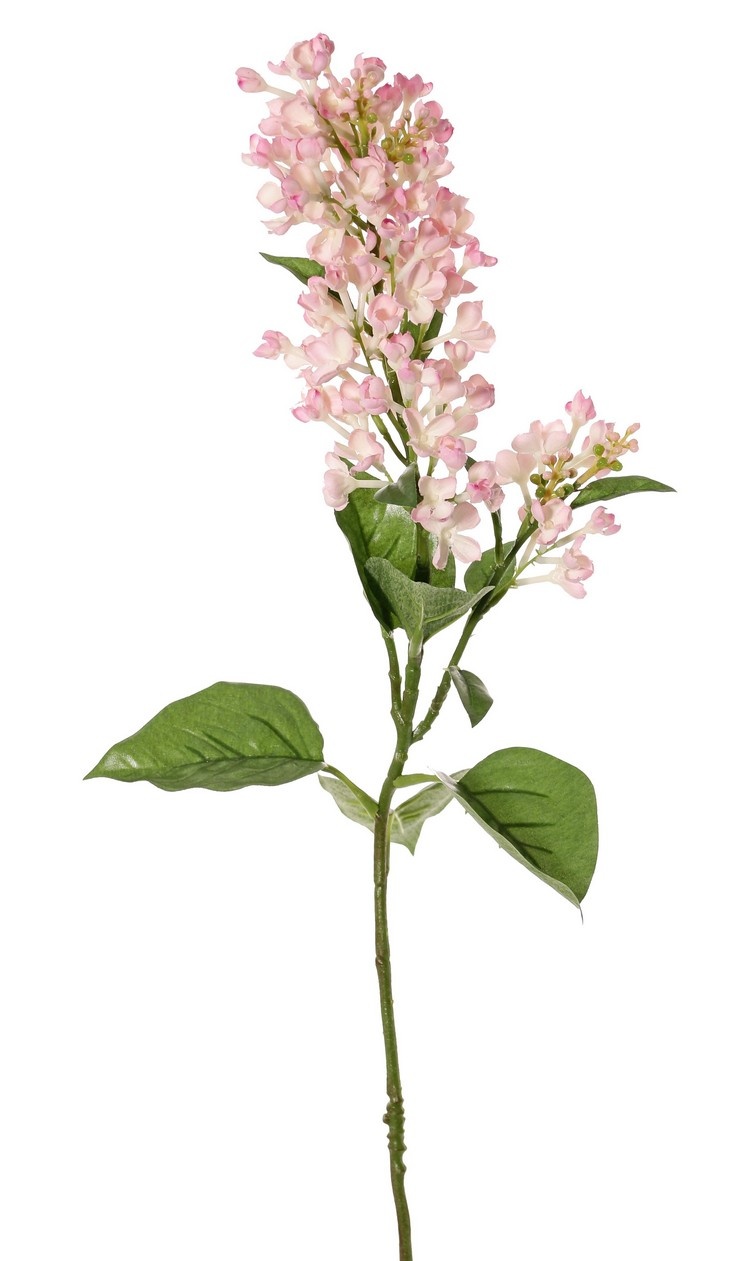 Seringentak (Syringa) met 2 bloemtrossen (20 / 8 cm), 4 knoptrosjes & 12 blad (3L/2M/7Sm), 80 cm