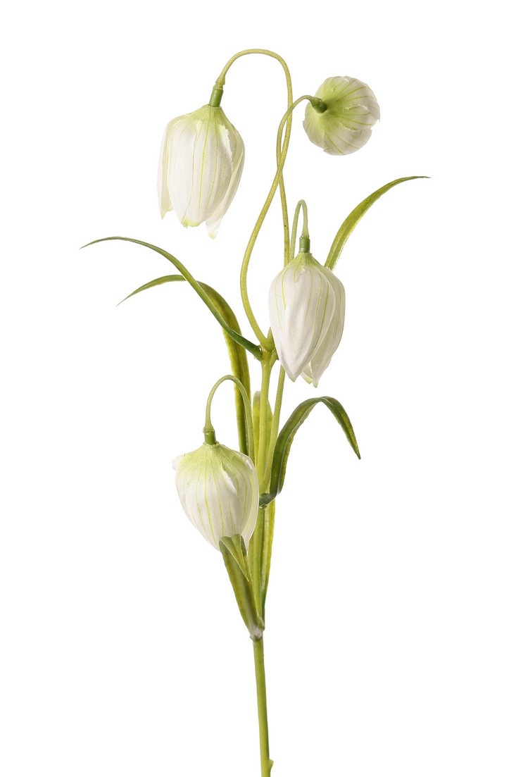 Fritillaria x 4 Flores, 3 Hojas, 45cm