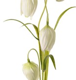 Fritillaria x 4 Flores, 3 Hojas, 45cm