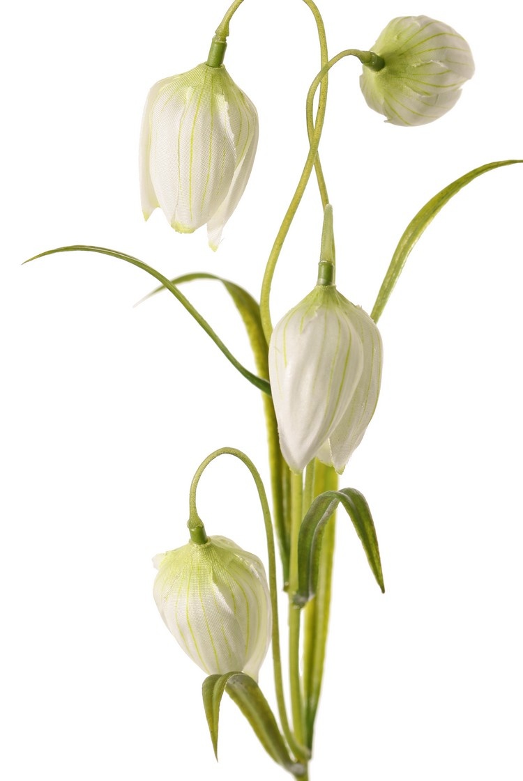 Fritillaria x 4 Flores, 3 Hojas, 45cm