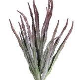 Haworthia, 18 hojas, 33cm