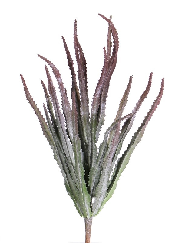 Haworthia, 18 hojas, 33cm