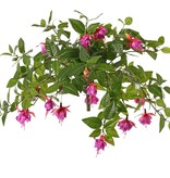 Fuchsie mit 12 Verzweigungen und 36 Blüten (Ø 5 cm), 18 Knospen & 306 Blättern, Ø 45 / H. 30 cm