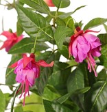 Fuchsiabush with 36 flowers (Ø 5 cm), 18 buds & 306 leaves, Ø 45 / H. 30 cm