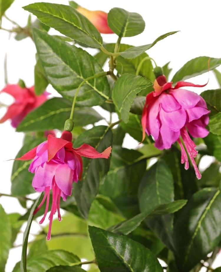 Fuchsia (Bellenplant) x12 met 36 bloemen (Ø 5 cm), 18 knoppen & 306 bladeren, Ø 45 / H. 30 cm