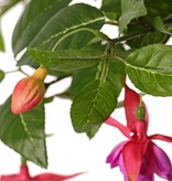 Fuchsie mit 12 Verzweigungen und 36 Blüten (Ø 5 cm), 18 Knospen & 306 Blättern, Ø 45 / H. 30 cm