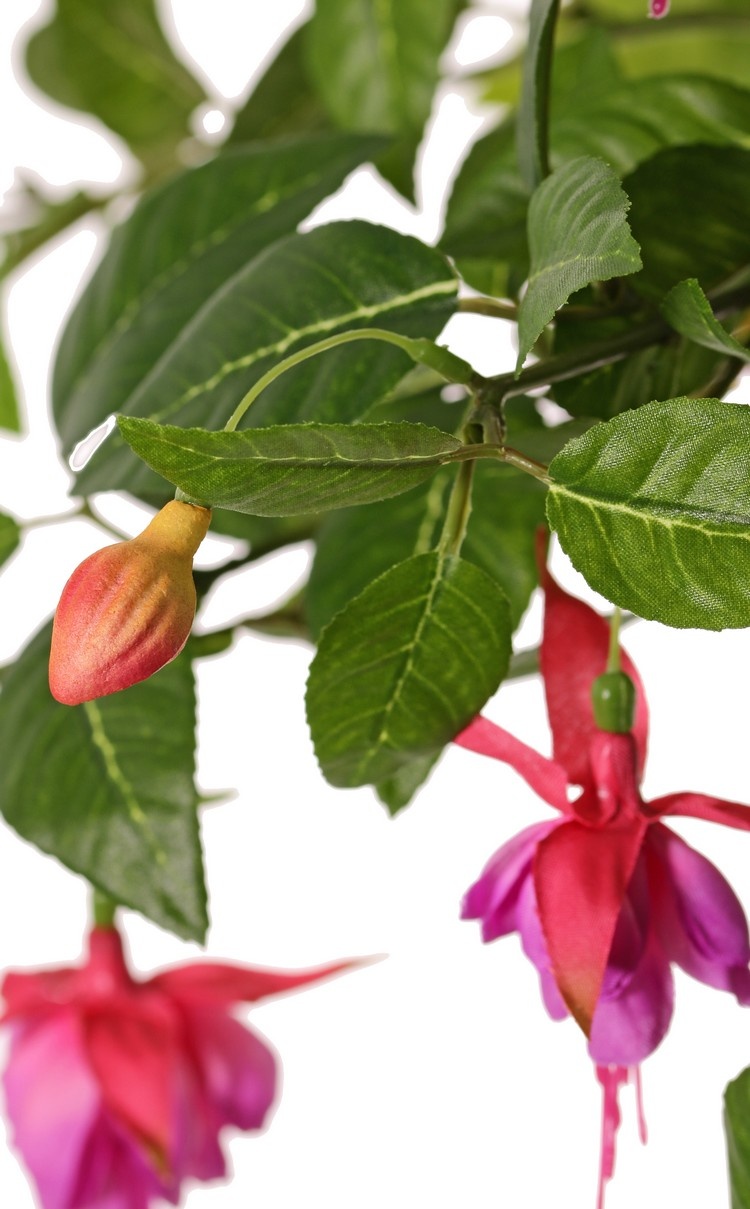 Fuchsie mit 12 Verzweigungen und 36 Blüten (Ø 5 cm), 18 Knospen & 306 Blättern, Ø 45 / H. 30 cm