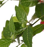 Fuchsie mit 12 Verzweigungen und 36 Blüten (Ø 5 cm), 18 Knospen & 306 Blättern, Ø 45 / H. 30 cm