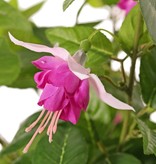 Fuchsie mit 12 Verzweigungen und 36 Blüten (Ø 5 cm), 18 Knospen & 306 Blättern, Ø 45 / H. 30 cm