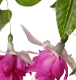 Fuchsiabush with 36 flowers (Ø 5 cm), 18 buds & 306 leaves, Ø 45 / H. 30 cm