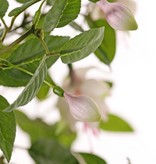 Fuchsiabush with 36 flowers (Ø 5 cm), 18 buds & 306 leaves, Ø 45 / H. 30 cm