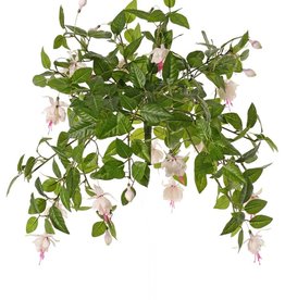 Fuchsia (Bellenplant) x12 met 36 bloemen (Ø 5 cm), 18 knoppen & 306 bladeren, Ø 45 / H. 30 cm