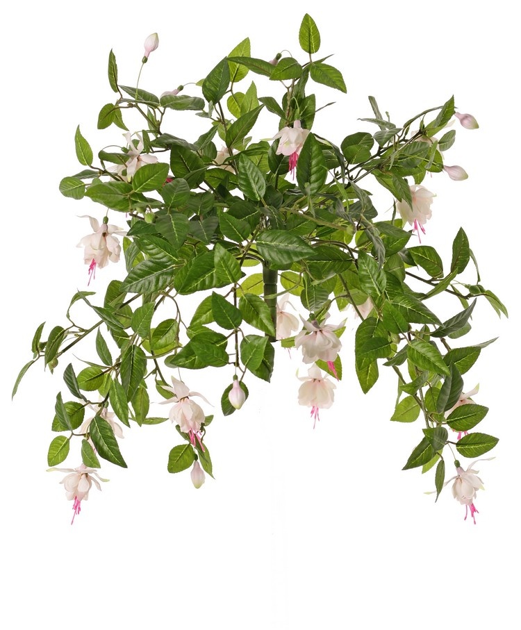 Fuchsie mit 12 Verzweigungen und 36 Blüten (Ø 5 cm), 18 Knospen & 306 Blättern, Ø 45 / H. 30 cm