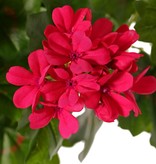 Geranium austríaco, 40cm, Ø40cm