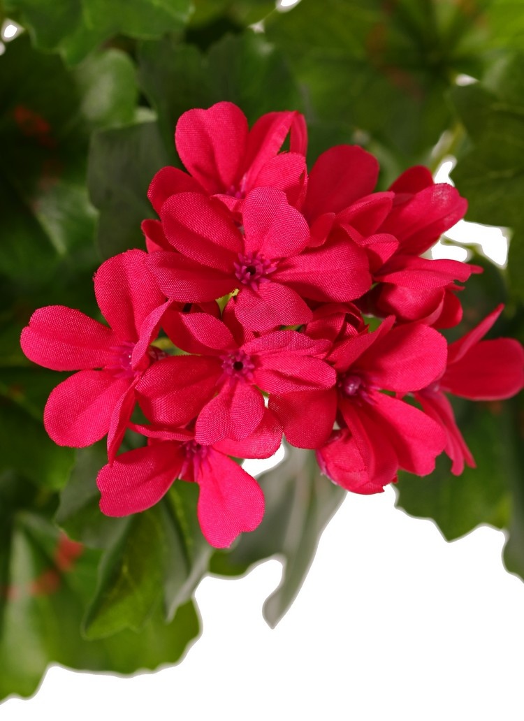 Geranium austríaco, 40cm, Ø40cm