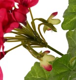 Geranium, Geranie (Österreich), 40cm, Ø 40cm