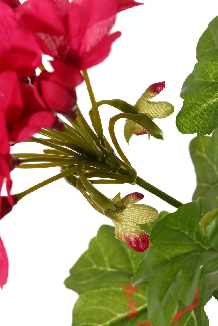 Geranium austríaco, 40cm, Ø40cm