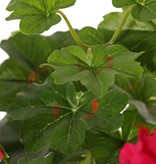 Geranium, Geranie (Österreich), 40cm, Ø 40cm