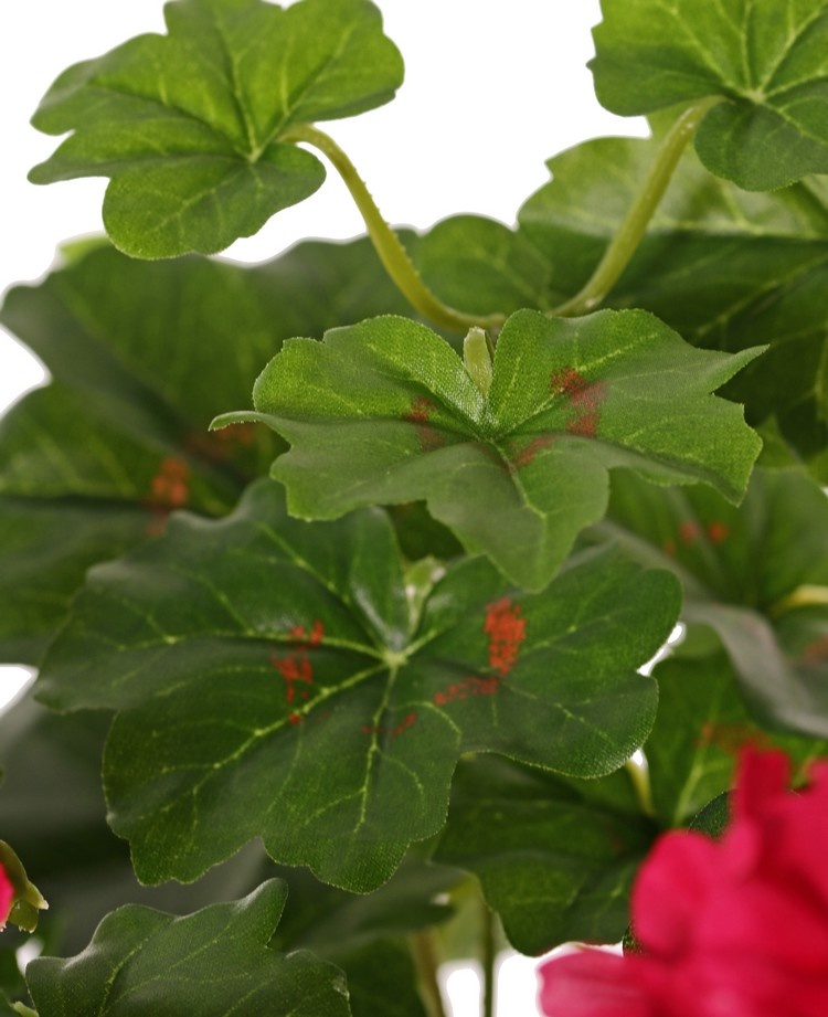 Geranium, Geranie (Austrian), 40cm, Ø40cm