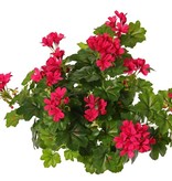 Geranium austríaco, 40cm, Ø40cm